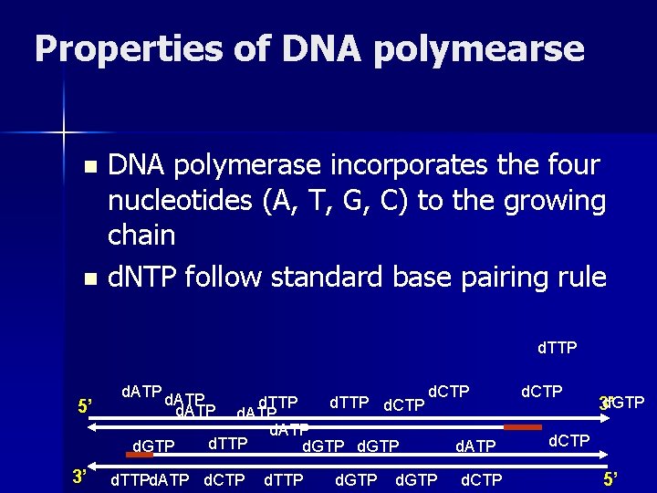 Properties of DNA polymearse DNA polymerase incorporates the four nucleotides (A, T, G, C)