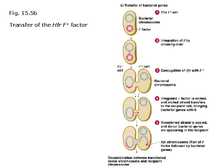 Fig. 15. 5 b Transfer of the Hfr F+ factor 