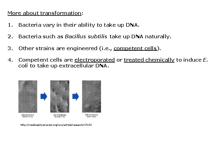 More about transformation: 1. Bacteria vary in their ability to take up DNA. 2.
