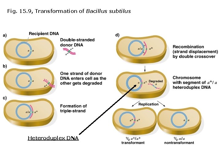 Fig. 15. 9, Transformation of Bacillus subtilus Heteroduplex DNA 