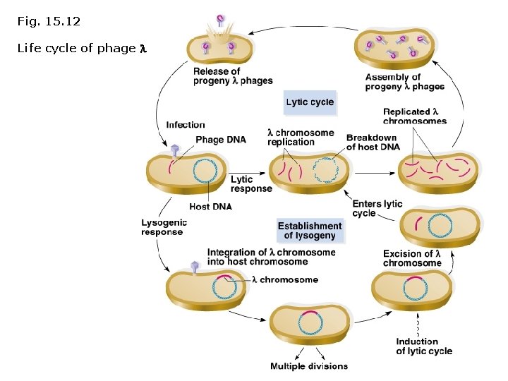 Fig. 15. 12 Life cycle of phage 