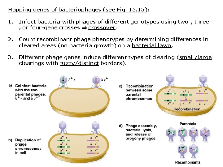 Mapping genes of bacteriophages (see Fig. 15): 1. Infect bacteria with phages of different