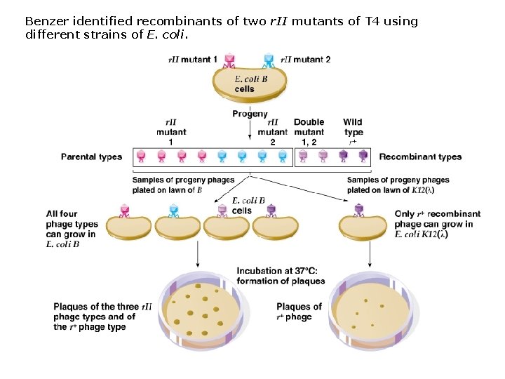 Benzer identified recombinants of two r. II mutants of T 4 using different strains