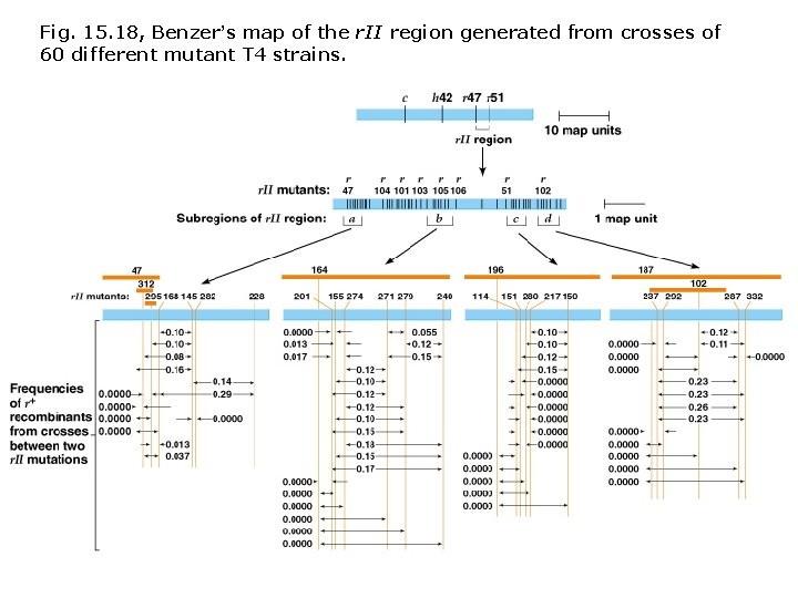 Fig. 15. 18, Benzer’s map of the r. II region generated from crosses of