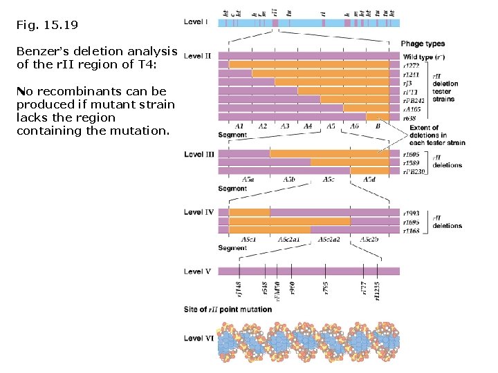 Fig. 15. 19 Benzer’s deletion analysis of the r. II region of T 4: