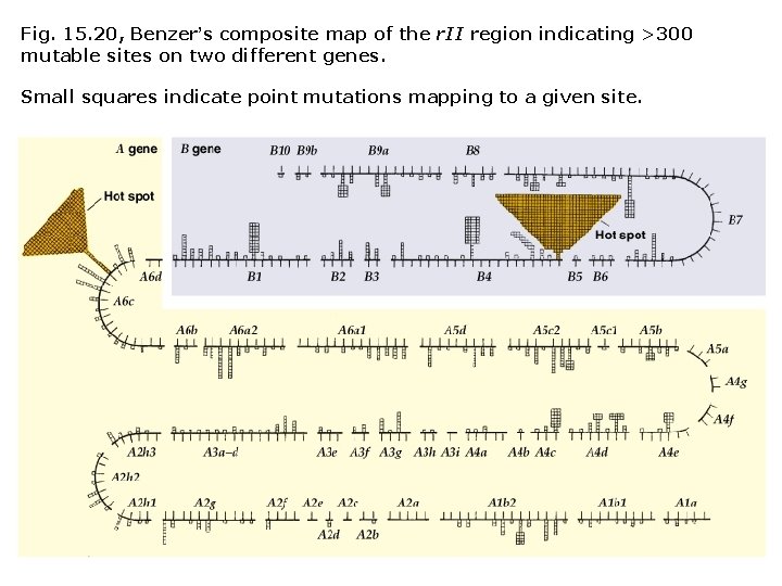 Fig. 15. 20, Benzer’s composite map of the r. II region indicating >300 mutable