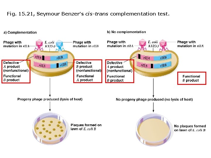 Fig. 15. 21, Seymour Benzer’s cis-trans complementation test. 