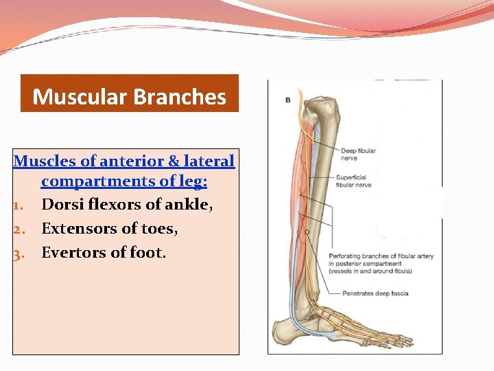 Muscular Branches Muscles of anterior & lateral compartments of leg: 1. Dorsi flexors of