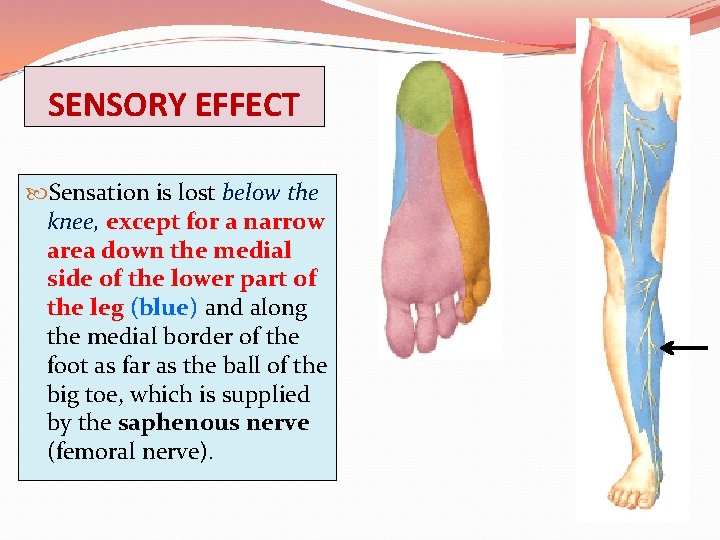 SENSORY EFFECT Sensation is lost below the knee, except for a narrow area down
