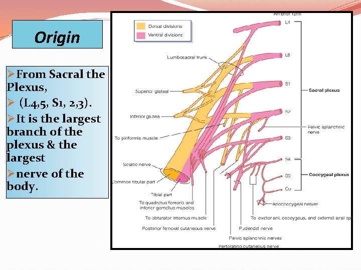 Origin ØFrom Sacral the Plexus, Ø (L 4, 5, S 1, 2, 3). ØIt