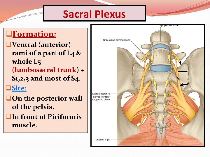 Sacral Plexus q. Formation: q Ventral (anterior) rami of a part of L 4