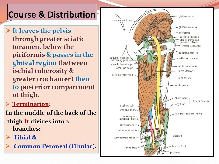 Course & Distribution Ø It leaves the pelvis through greater sciatic foramen, below the