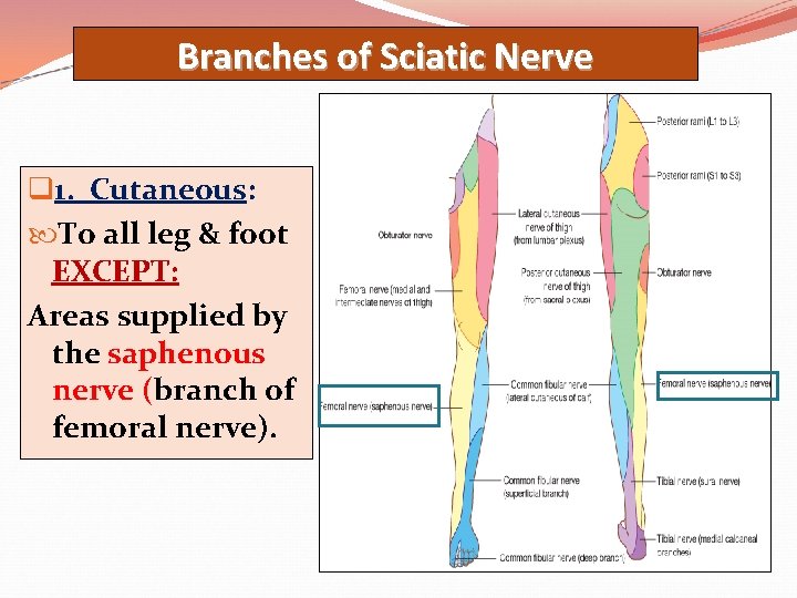 Branches of Sciatic Nerve q 1. Cutaneous: To all leg & foot EXCEPT: Areas