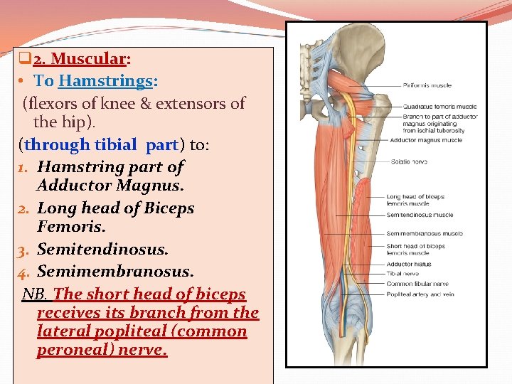 q 2. Muscular: • To Hamstrings: (flexors of knee & extensors of the hip).