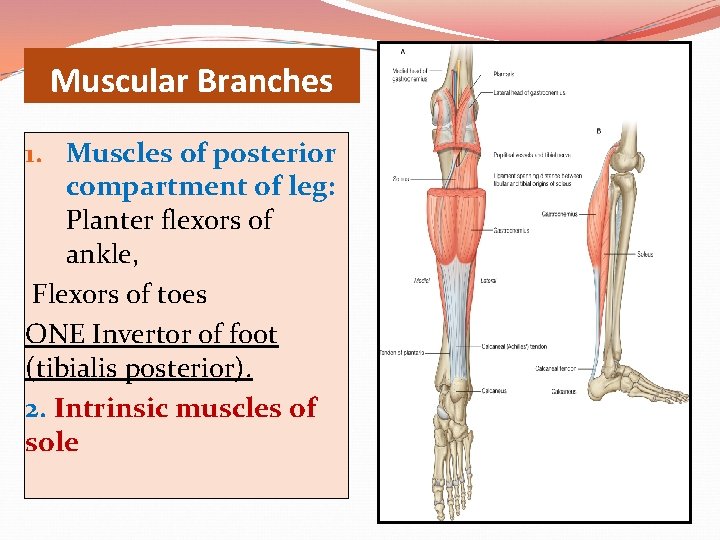 Muscular Branches 1. Muscles of posterior compartment of leg: Planter flexors of ankle, Flexors