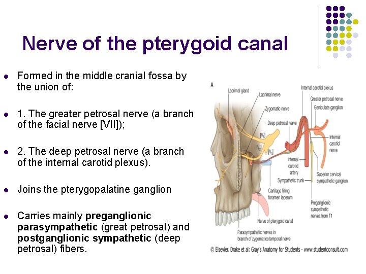 Nerve of the pterygoid canal l Formed in the middle cranial fossa by the