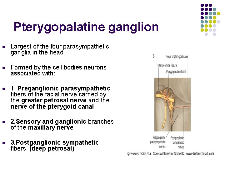 Pterygopalatine ganglion l Largest of the four parasympathetic ganglia in the head l Formed