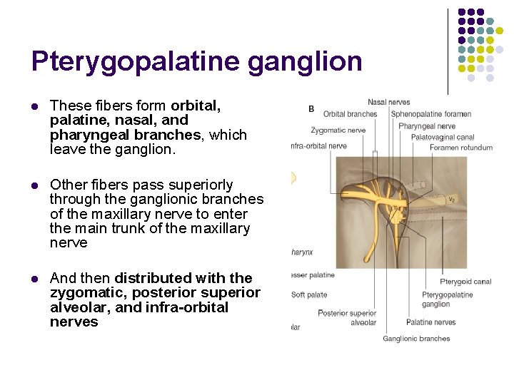Pterygopalatine ganglion l These fibers form orbital, palatine, nasal, and pharyngeal branches, which leave