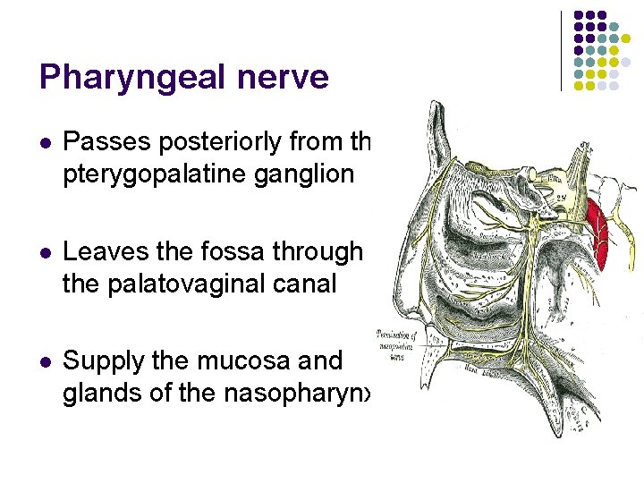 Pharyngeal nerve l Passes posteriorly from the pterygopalatine ganglion l Leaves the fossa through