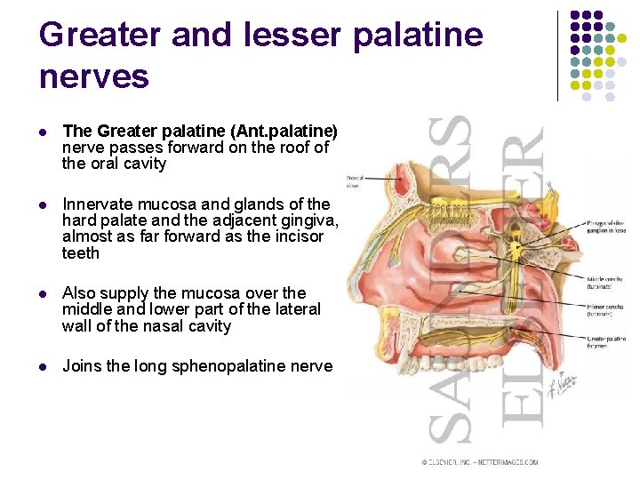 Greater and lesser palatine nerves l The Greater palatine (Ant. palatine) nerve passes forward