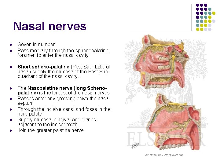 Nasal nerves l l Seven in number Pass medially through the sphenopalatine foramen to