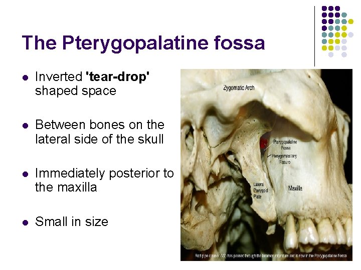 The Pterygopalatine fossa l Inverted 'tear-drop' shaped space l Between bones on the lateral