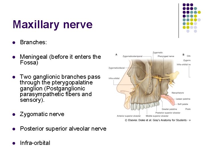 Maxillary nerve l Branches: l Meningeal (before it enters the Fossa) l Two ganglionic