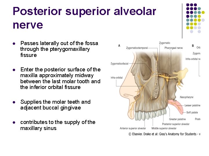 Posterior superior alveolar nerve l Passes laterally out of the fossa through the pterygomaxillary