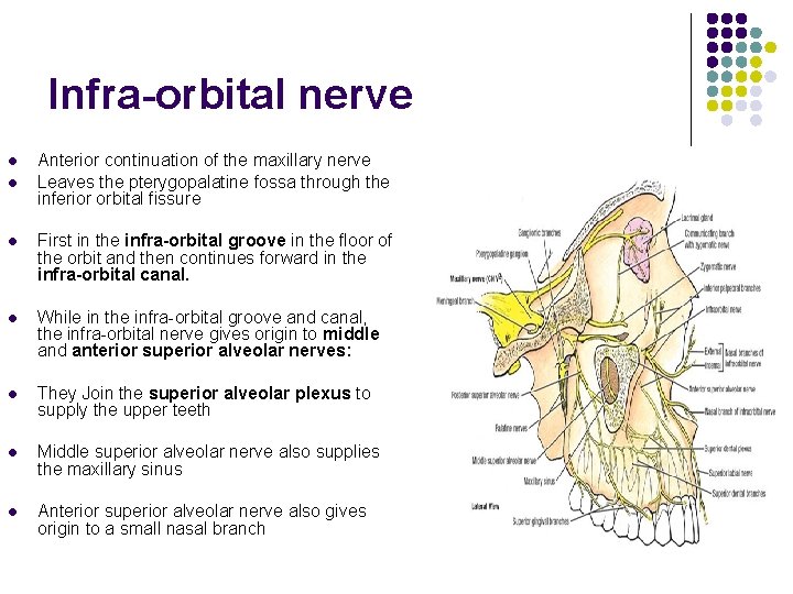 Infra-orbital nerve l l Anterior continuation of the maxillary nerve Leaves the pterygopalatine fossa