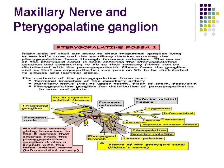 Maxillary Nerve and Pterygopalatine ganglion 