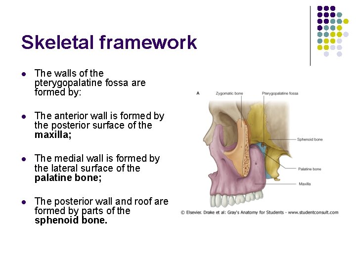 Skeletal framework l The walls of the pterygopalatine fossa are formed by: l The