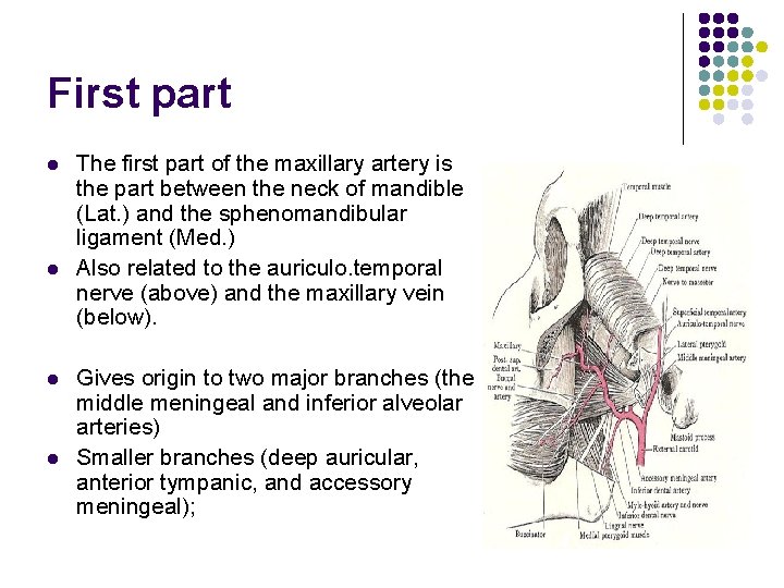First part l l The first part of the maxillary artery is the part