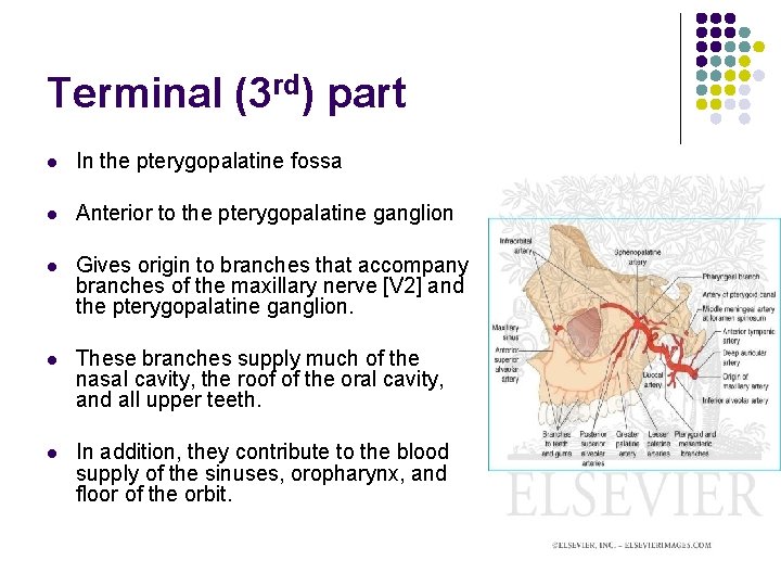 Terminal (3 rd) part l In the pterygopalatine fossa l Anterior to the pterygopalatine