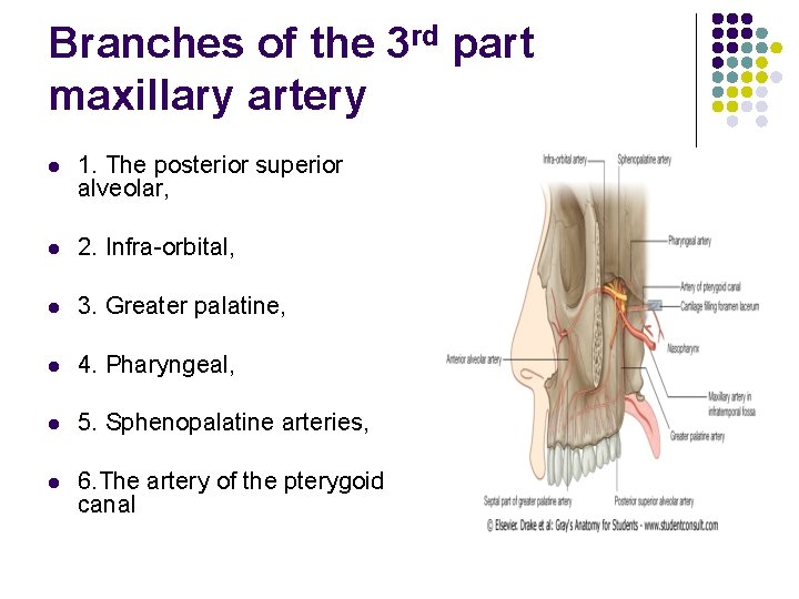 Branches of the 3 rd part maxillary artery l 1. The posterior superior alveolar,