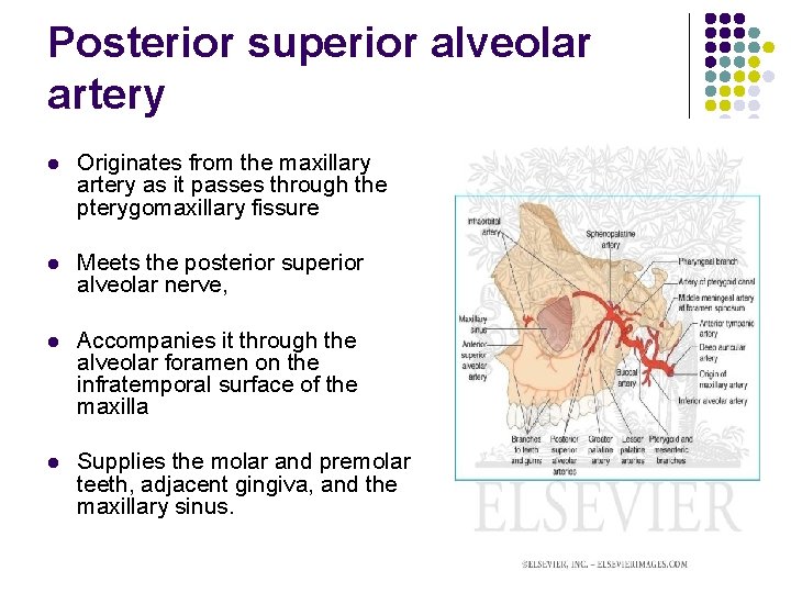 Posterior superior alveolar artery l Originates from the maxillary artery as it passes through