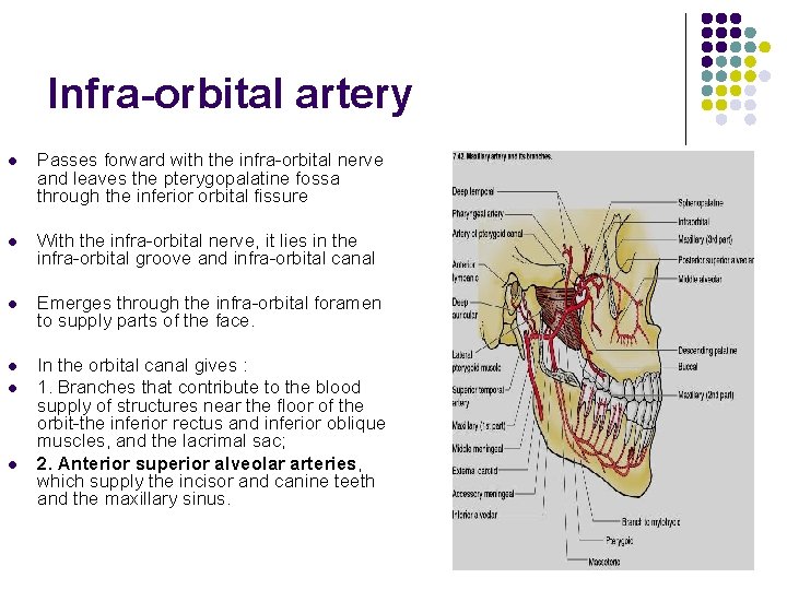 Infra-orbital artery l Passes forward with the infra-orbital nerve and leaves the pterygopalatine fossa