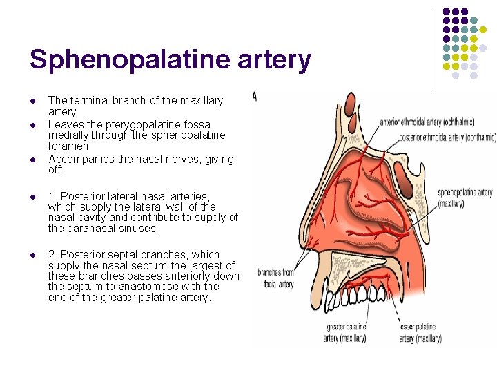 Sphenopalatine artery l l l The terminal branch of the maxillary artery Leaves the