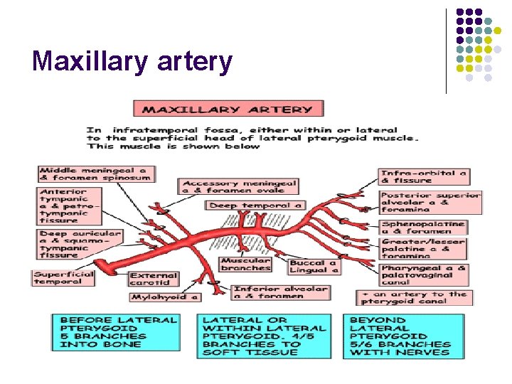 Maxillary artery 