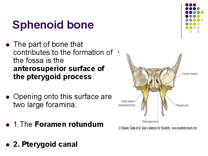 Sphenoid bone l The part of bone that contributes to the formation of the