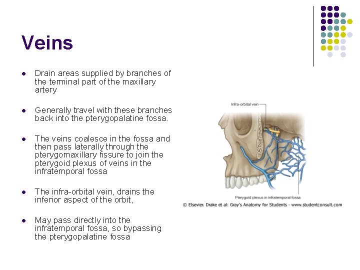 Veins l Drain areas supplied by branches of the terminal part of the maxillary