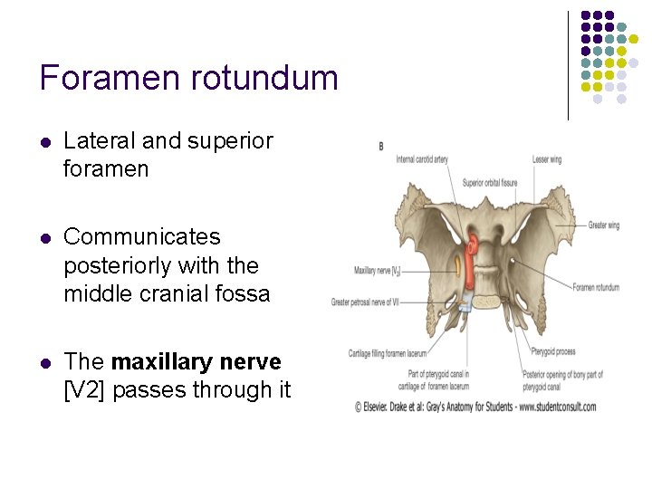 Foramen rotundum l Lateral and superior foramen l Communicates posteriorly with the middle cranial