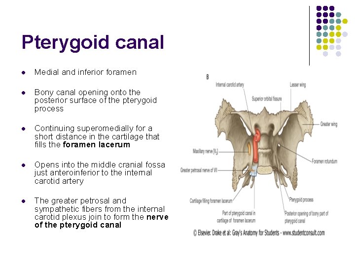 Pterygoid canal l Medial and inferior foramen l Bony canal opening onto the posterior