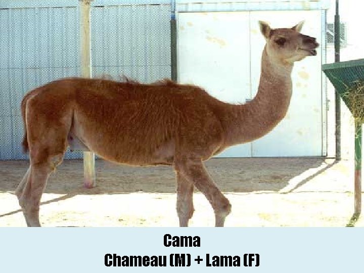 Cama Chameau (M) + Lama (F) 