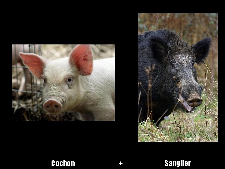 Cochon + Sanglier 