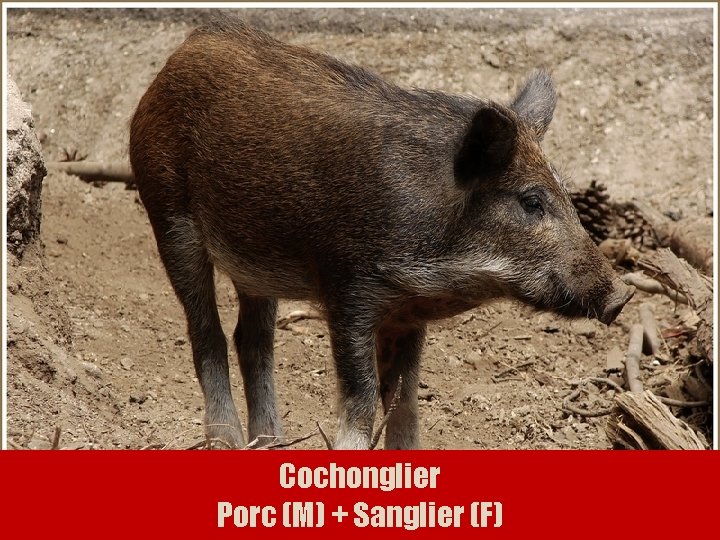 Cochonglier Porc (M) + Sanglier (F) 