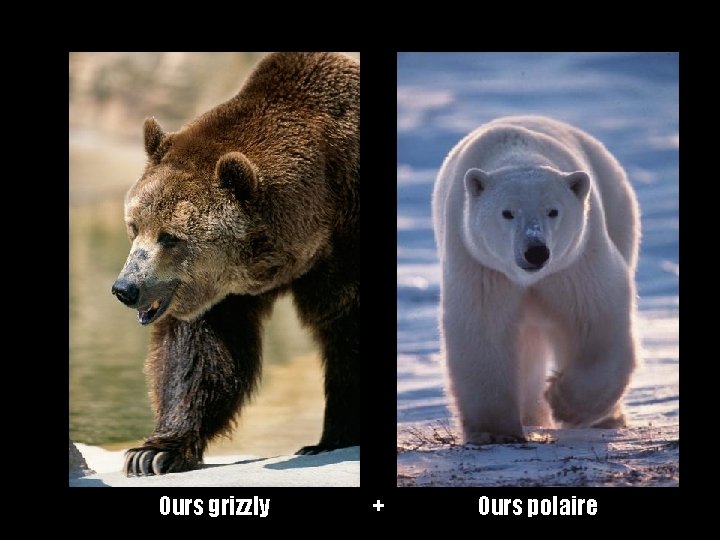 Ours grizzly + Ours polaire 