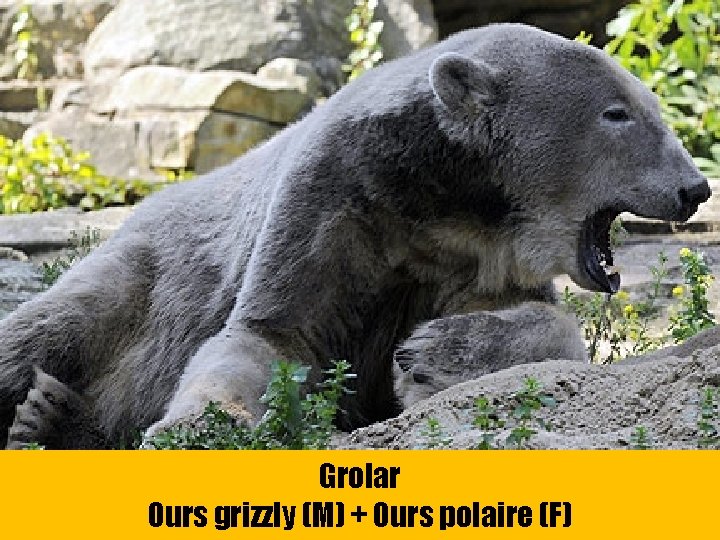 Grolar Ours grizzly (M) + Ours polaire (F) 