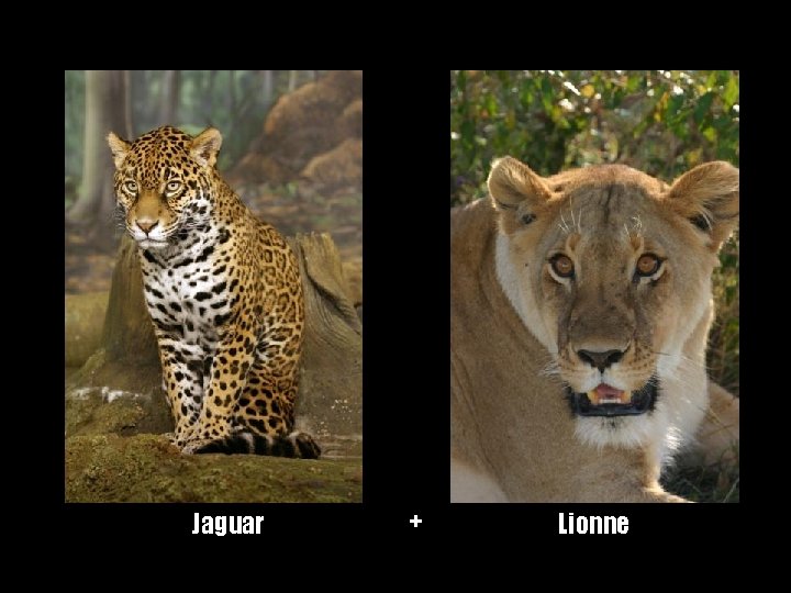 Jaguar + Lionne 