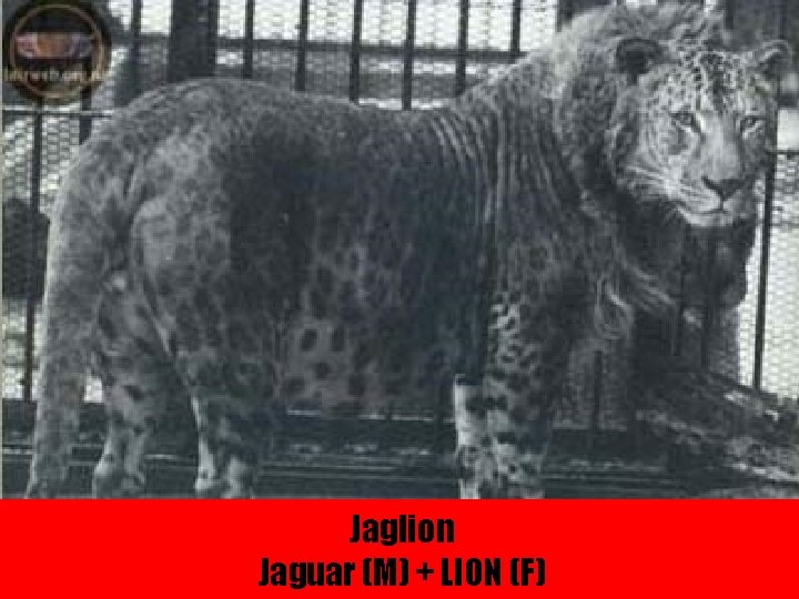 Jaglion Jaguar (M) + LION (F) 