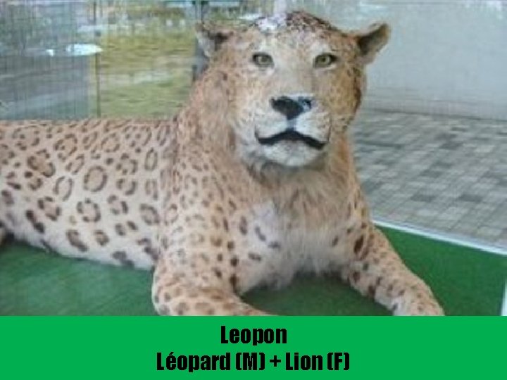 Leopon Léopard (M) + Lion (F) 